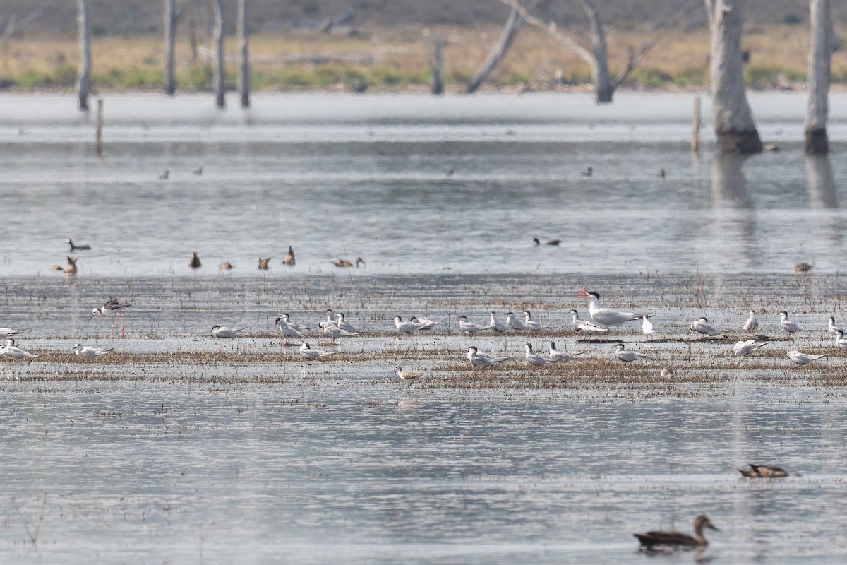 Marsh Sandpiper - ML645321044