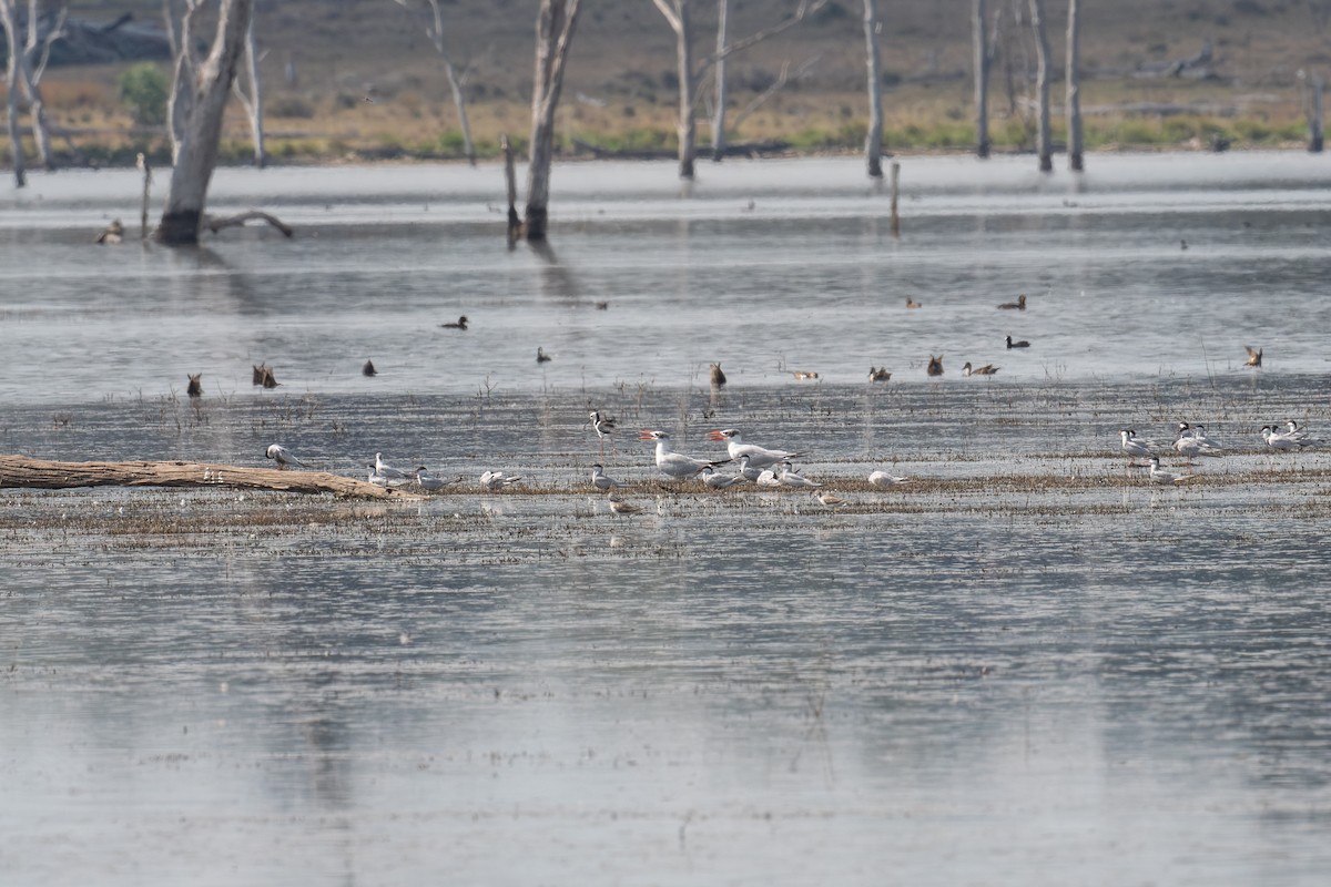 Marsh Sandpiper - ML645321046