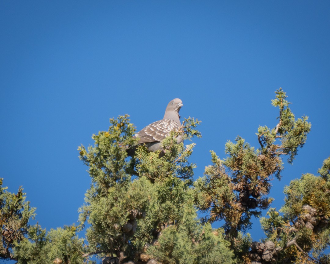Spot-winged Pigeon - ML645321049