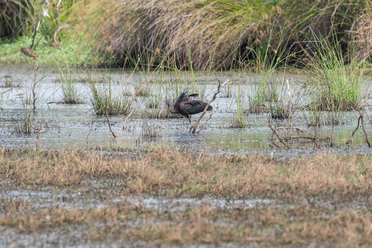 Glossy Ibis - ML645321050