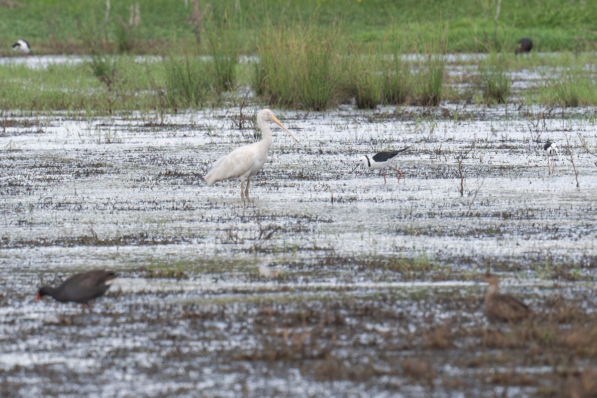 Yellow-billed Spoonbill - ML645321052