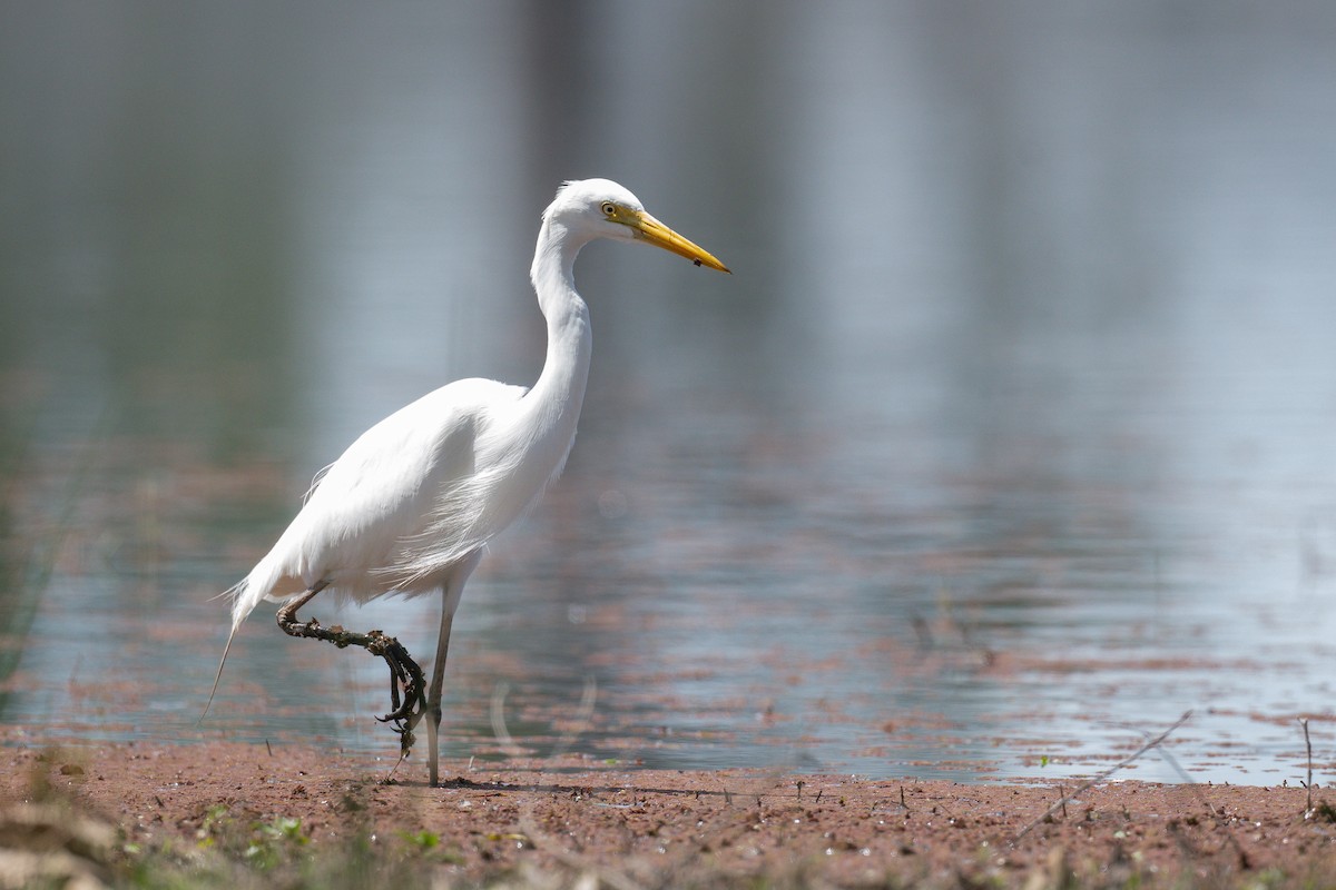 Plumed Egret - ML645321061