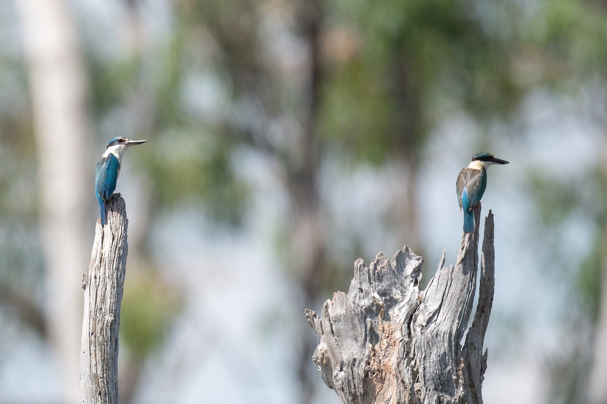 Sacred Kingfisher - ML645321067