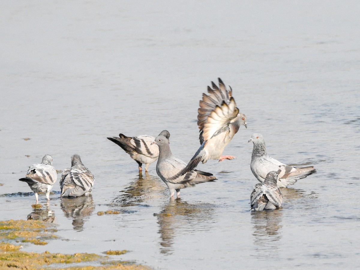 Pigeon biset (forme domestique) - ML645321069