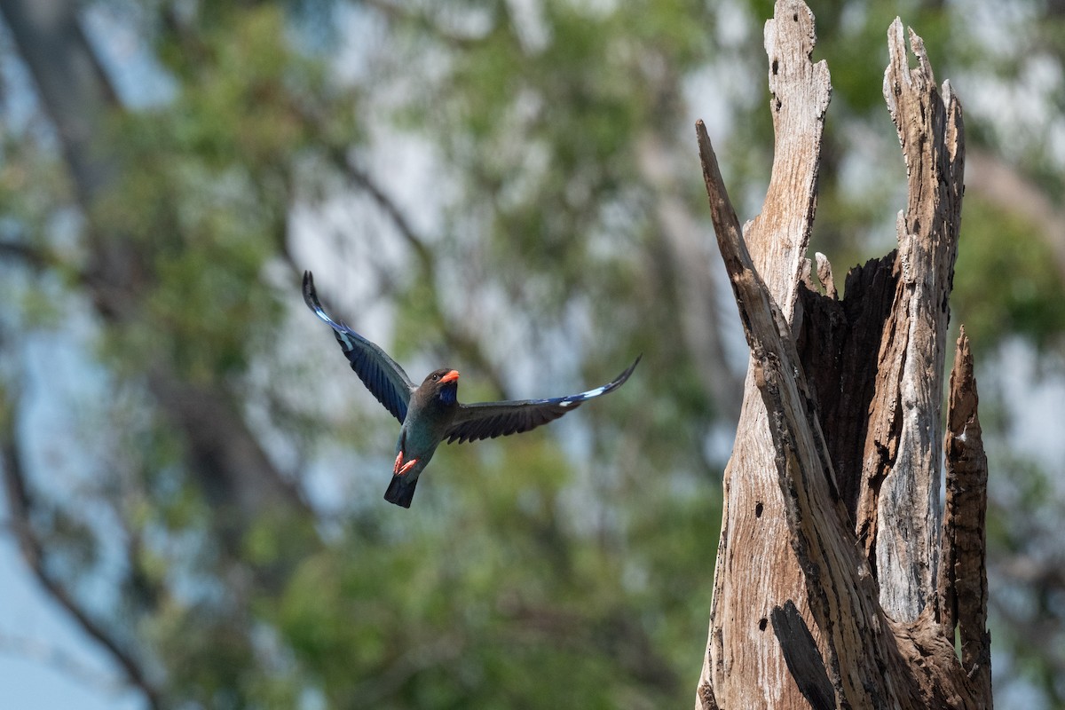 Rolle oriental - ML645321072