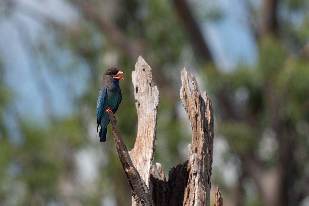 Rolle oriental - ML645321073