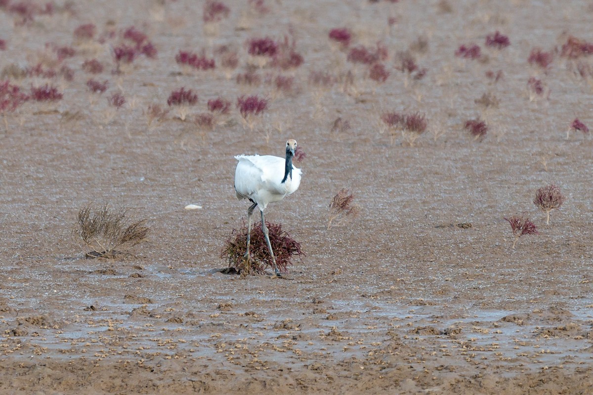 Grue du Japon - ML645321074