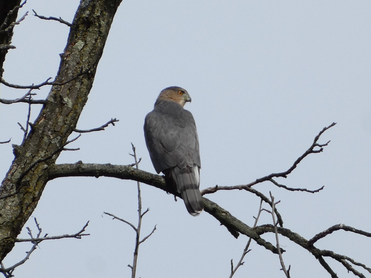 Épervier de Cooper - ML645321075