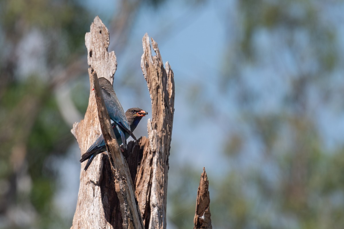 Rolle oriental - ML645321077