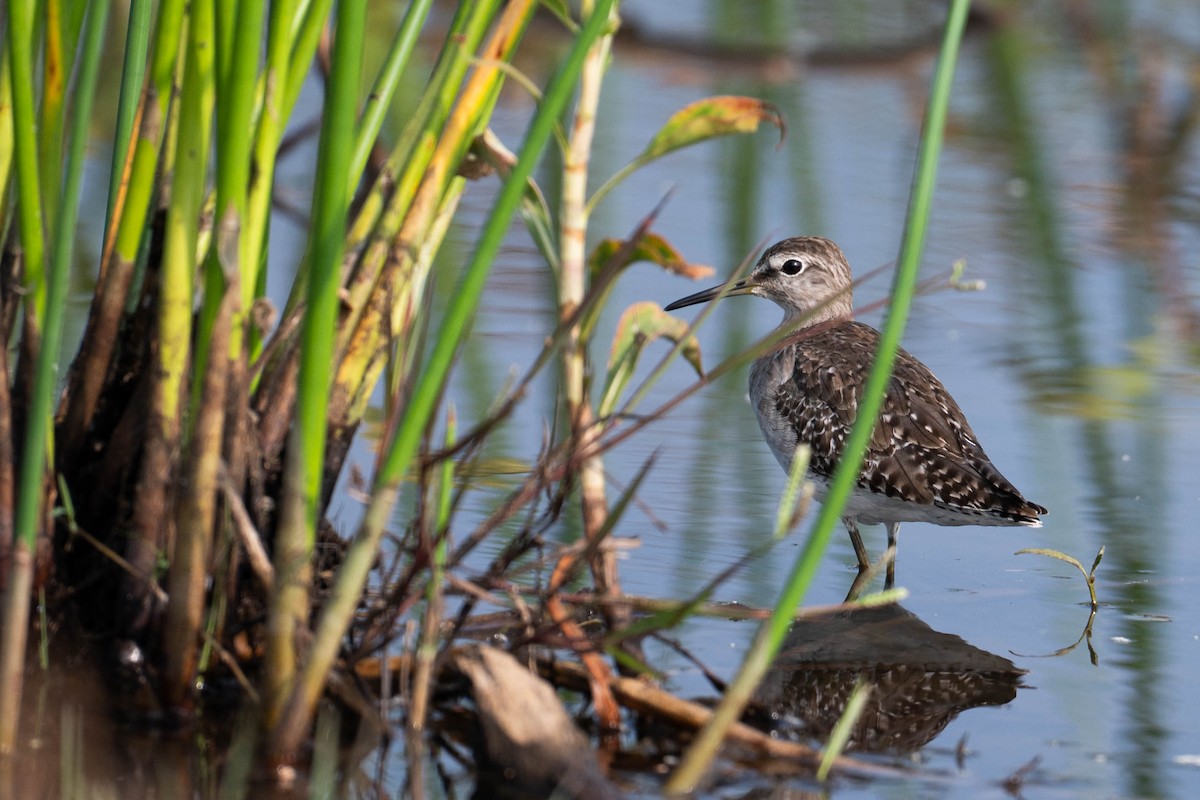 Chevalier sylvain - ML645321078