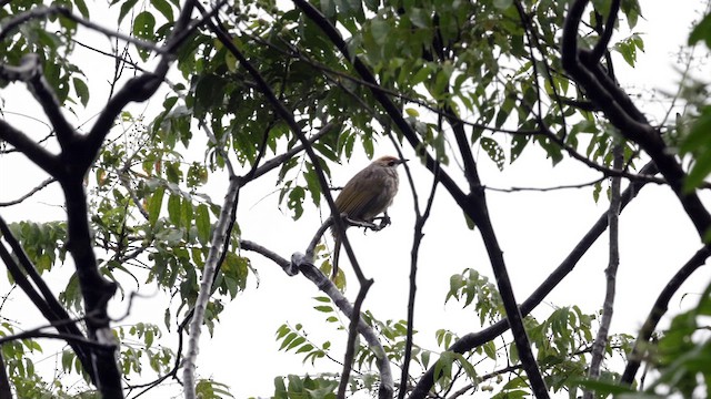 Straw-headed Bulbul - ML645321079
