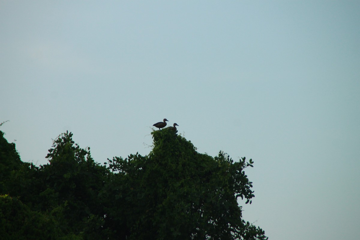 Dendrocygne siffleur - ML645321082