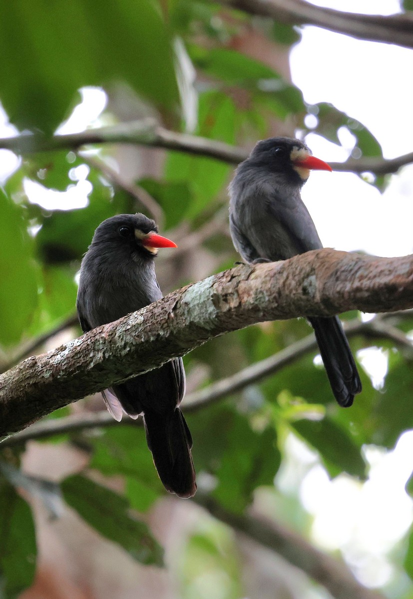 Barbacou à front blanc - ML645321083