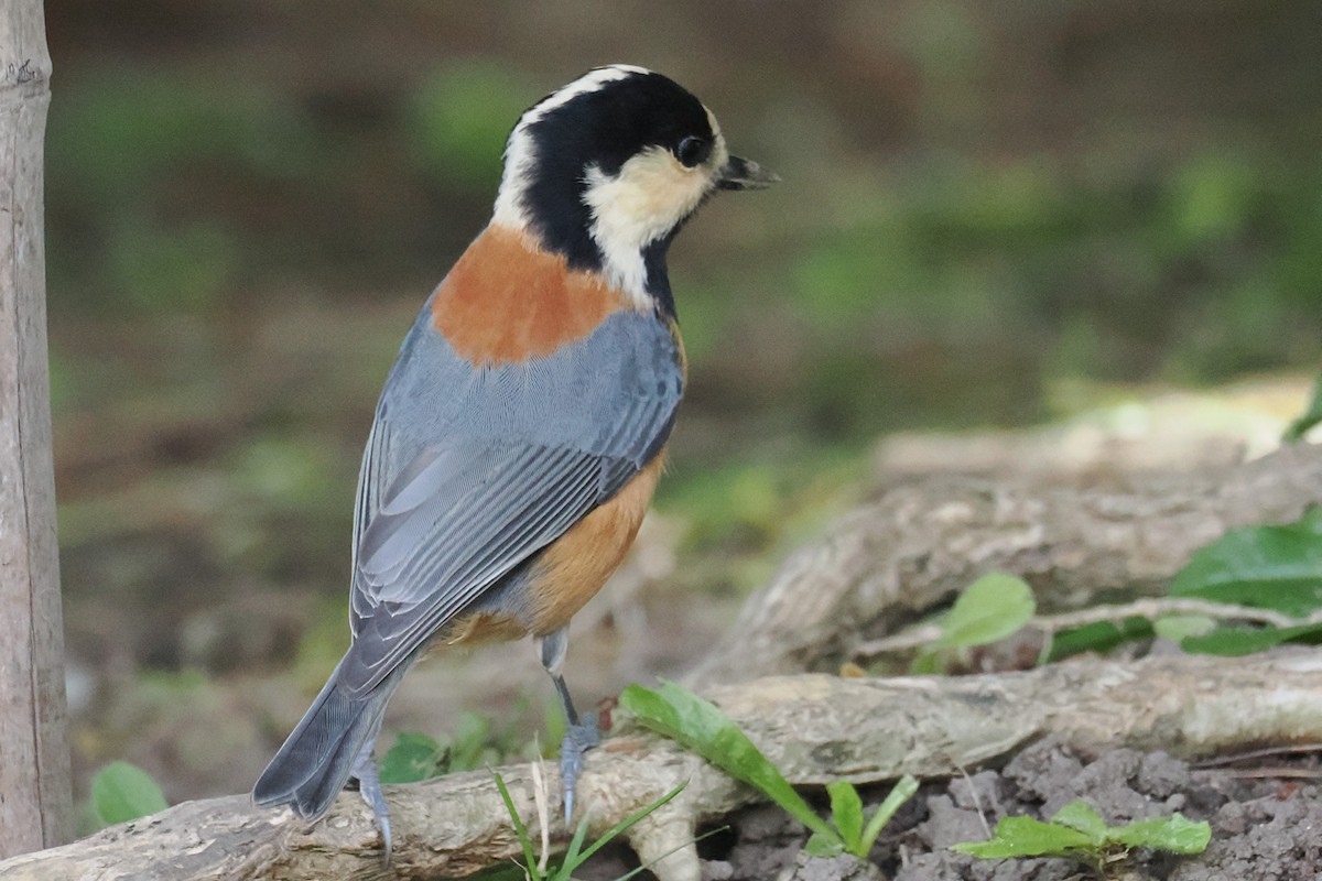 Mésange variée - ML645321084