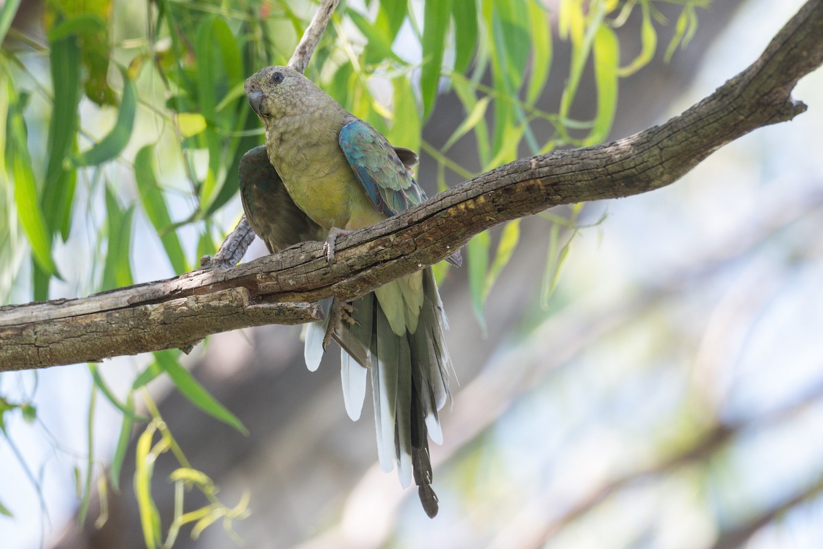 Perruche à croupion rouge - ML645321085