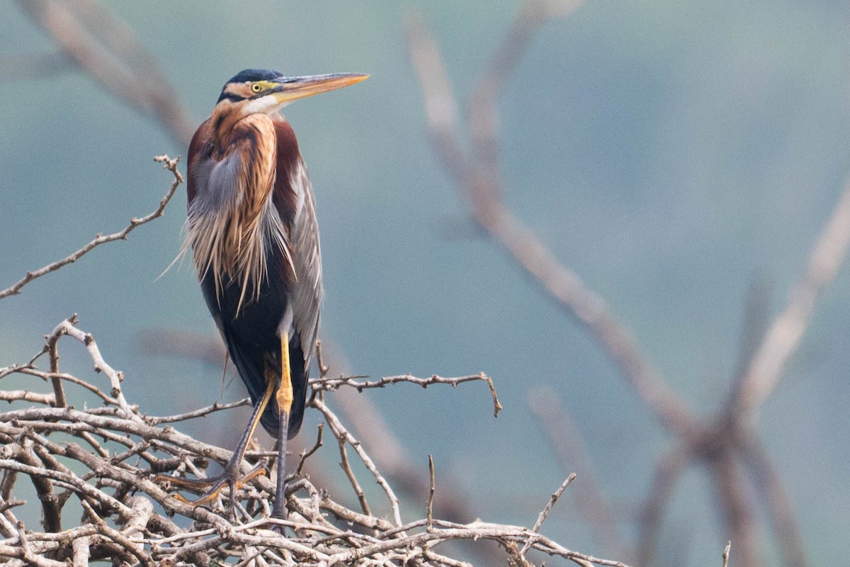 Héron pourpré - ML645321086