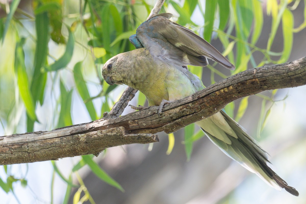 Perruche à croupion rouge - ML645321087