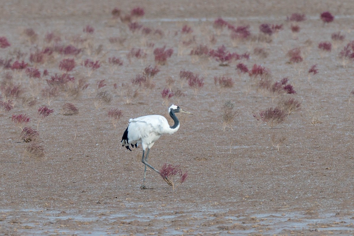 Grue du Japon - ML645321088