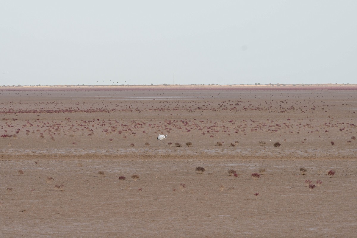 Grue du Japon - ML645321089