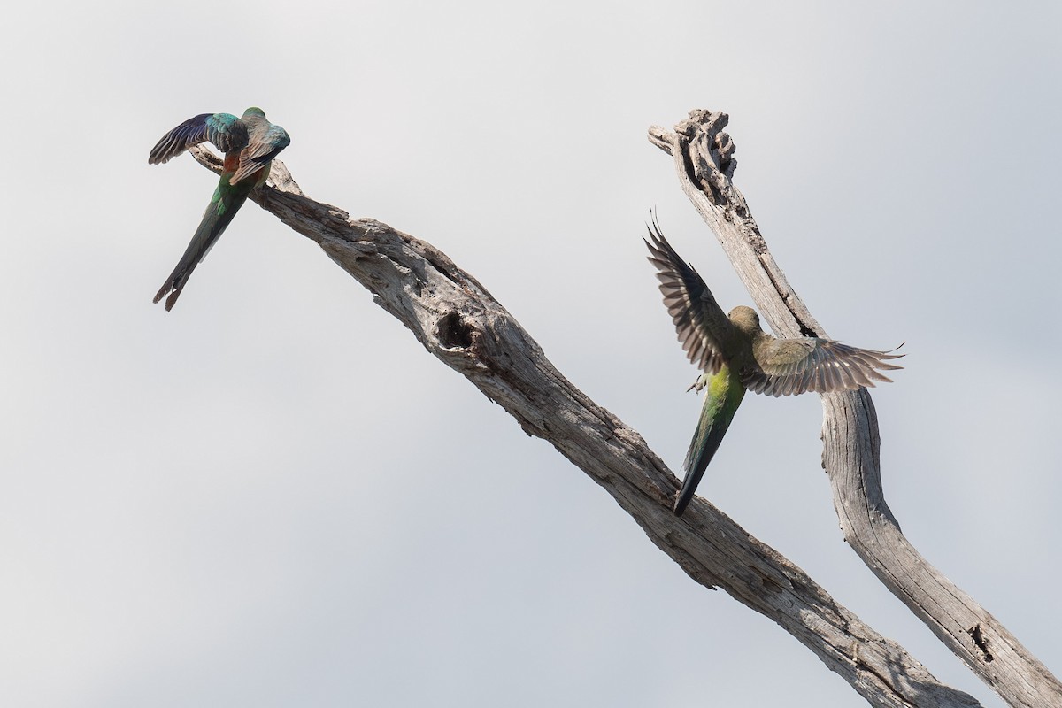Perruche à croupion rouge - ML645321090
