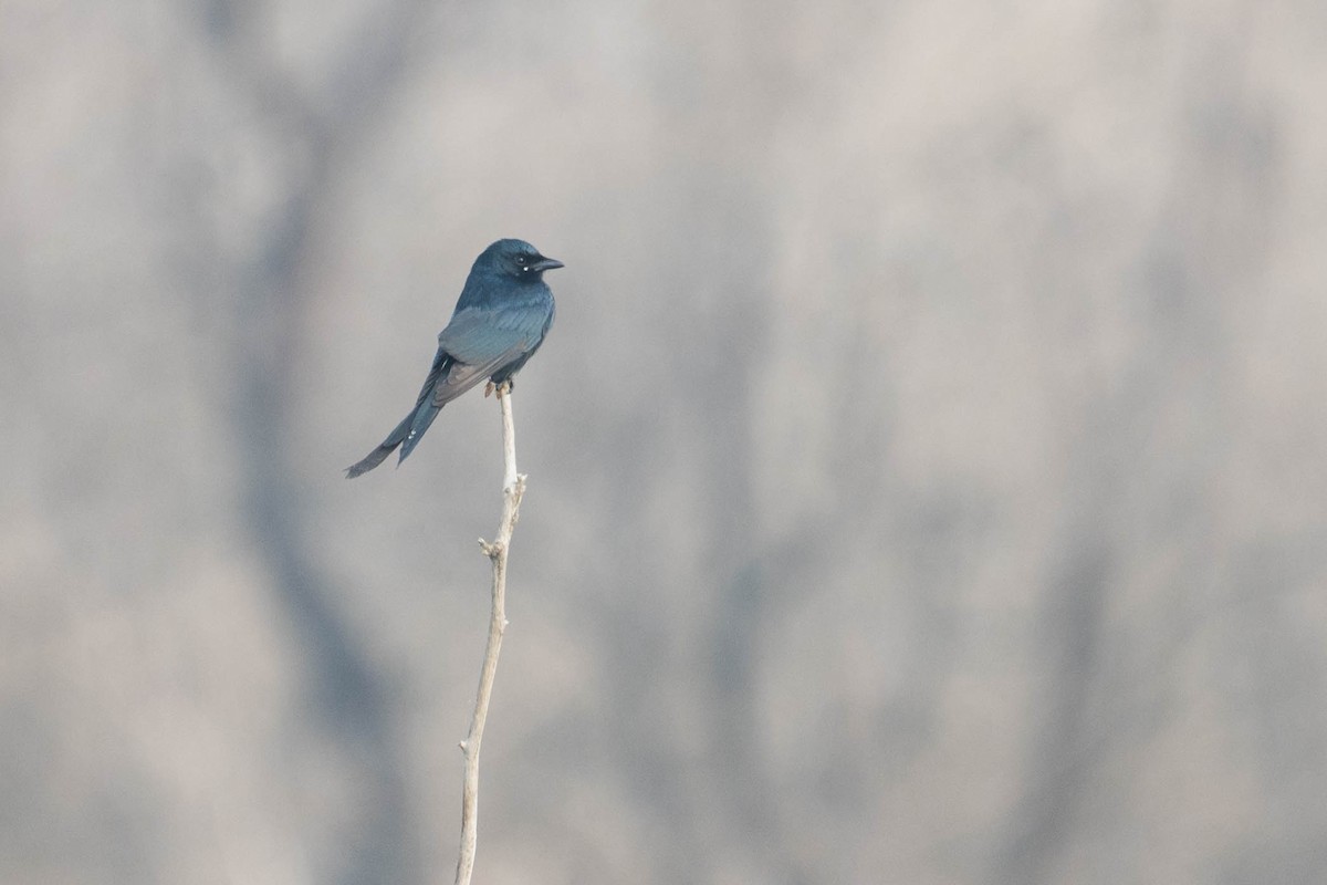 Drongo royal - ML645321091