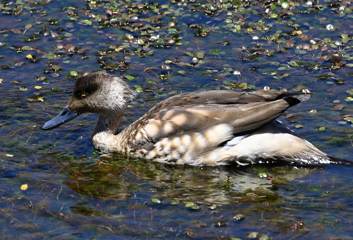 Crested Duck - ML645321094