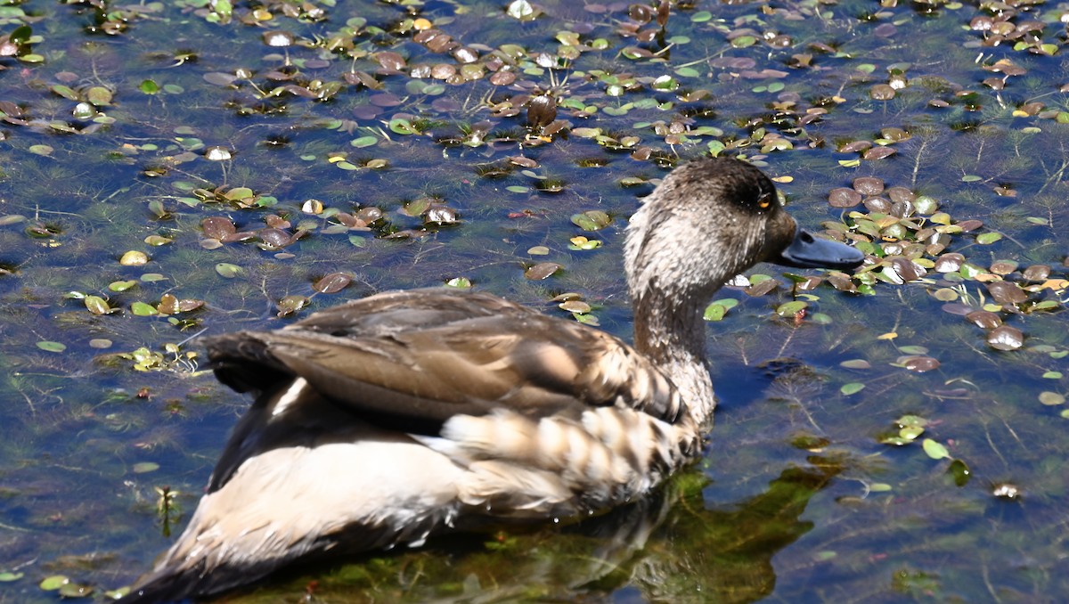 Crested Duck - ML645321095