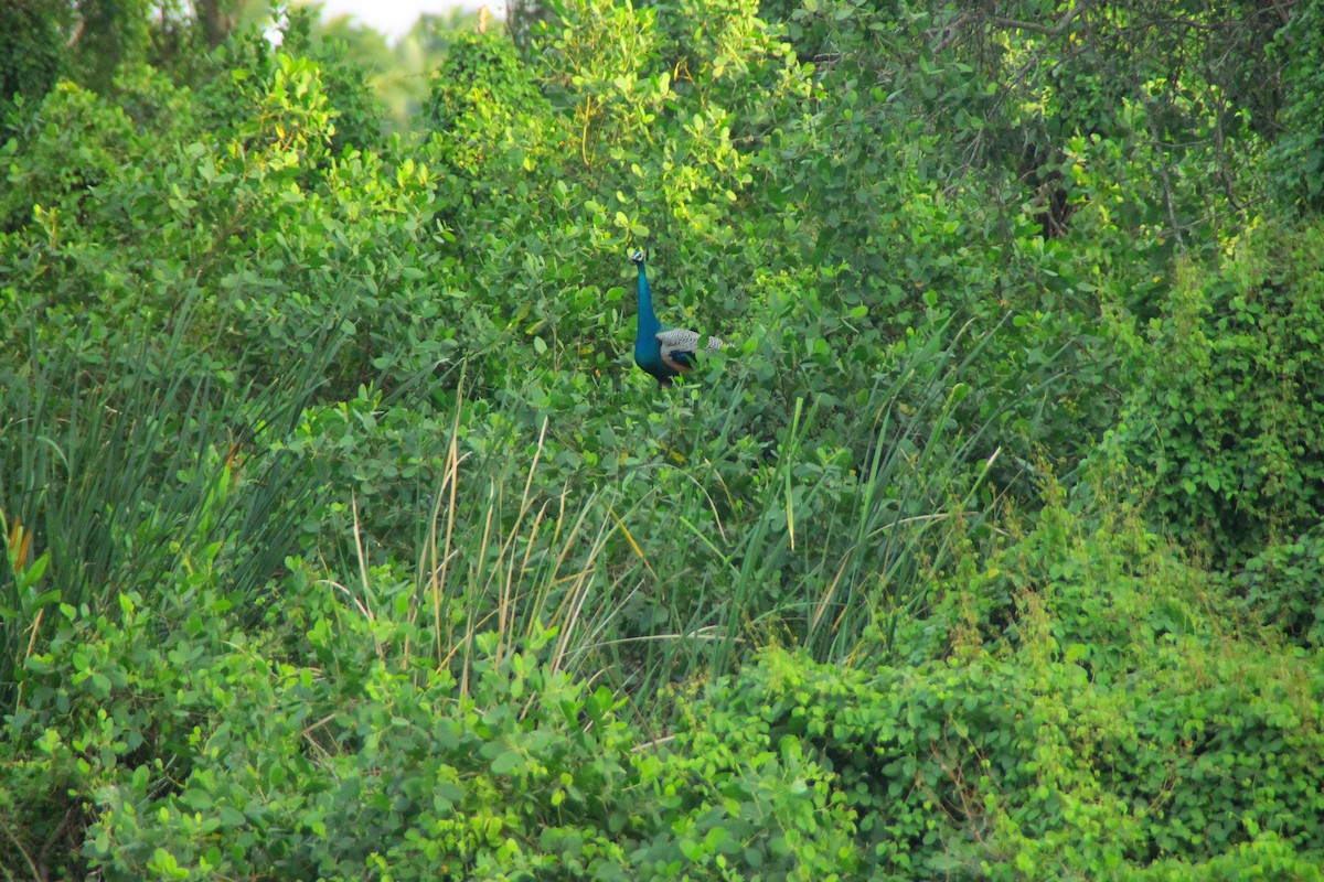 Paon bleu - ML645321096