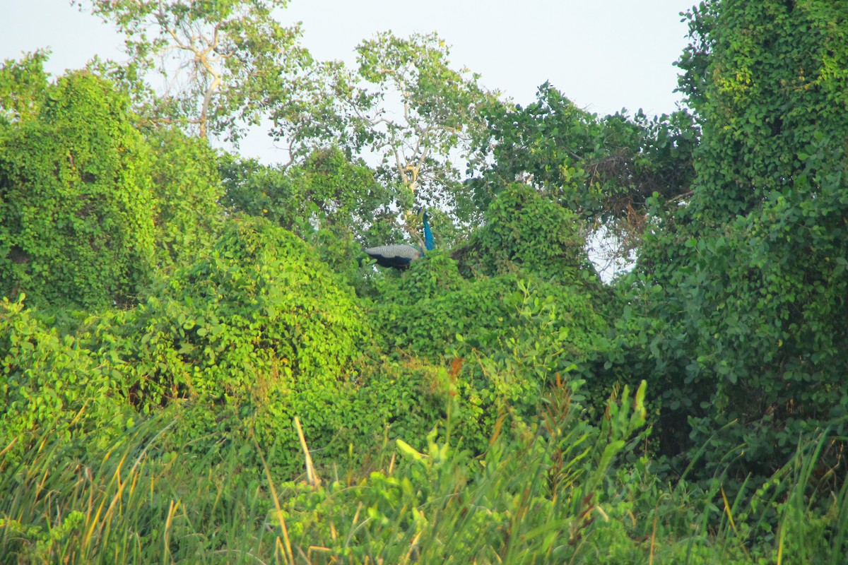 Paon bleu - ML645321097