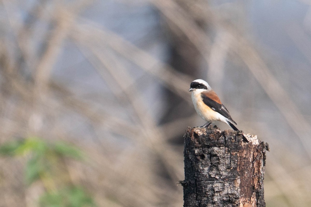 Pie-grièche à bandeau - ML645321099