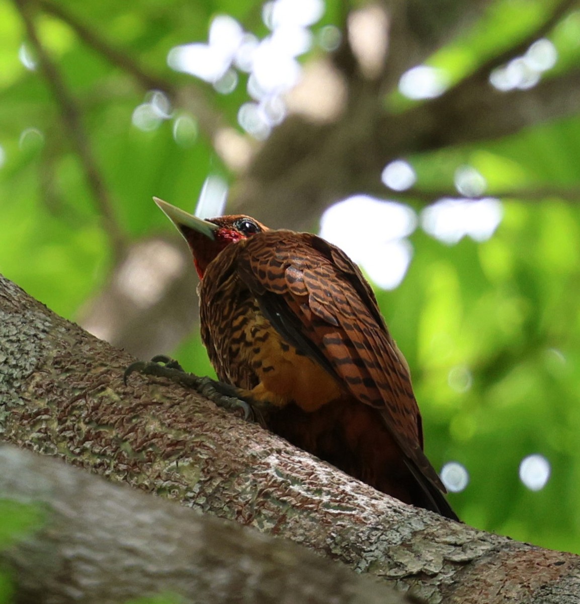 Pic ondé - ML645321100