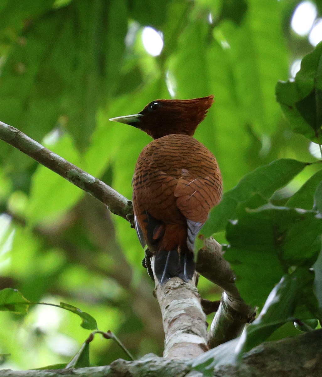 Pic ondé - ML645321101