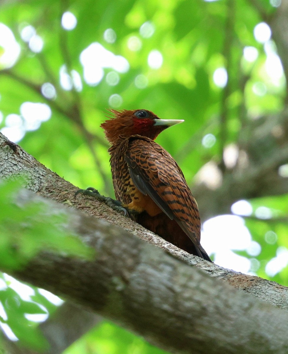 Pic ondé - ML645321102