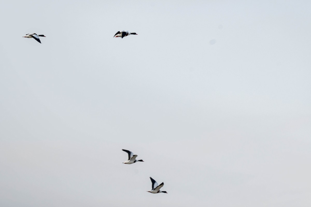 Tadorne de Belon - ML645321103