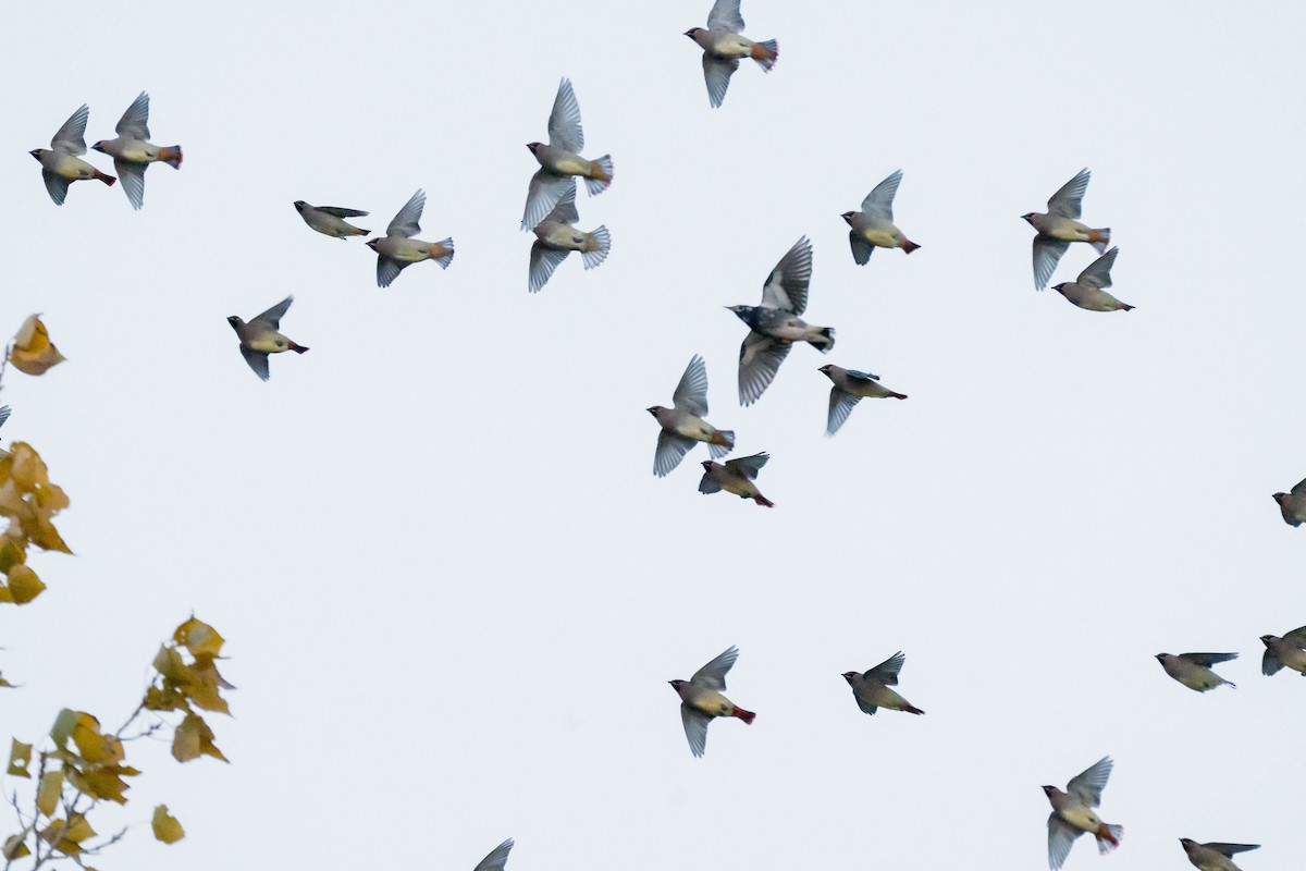 Jaseur du Japon - ML645321105