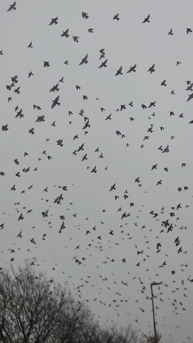 European Starling - ML645321124