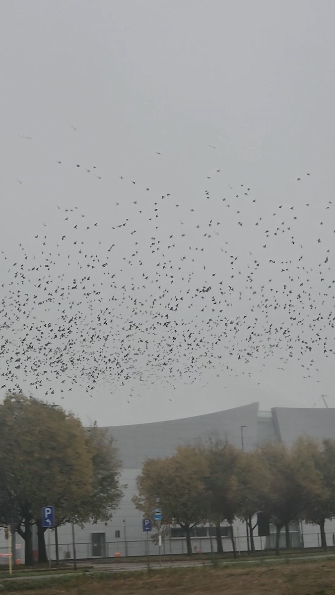 European Starling - ML645321126