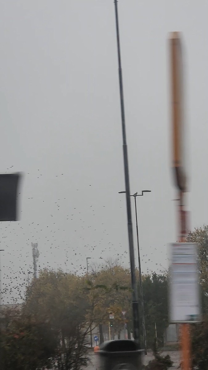 European Starling - ML645321127