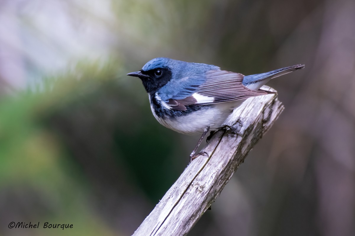 סבכון שחור-גרון - ML645321128
