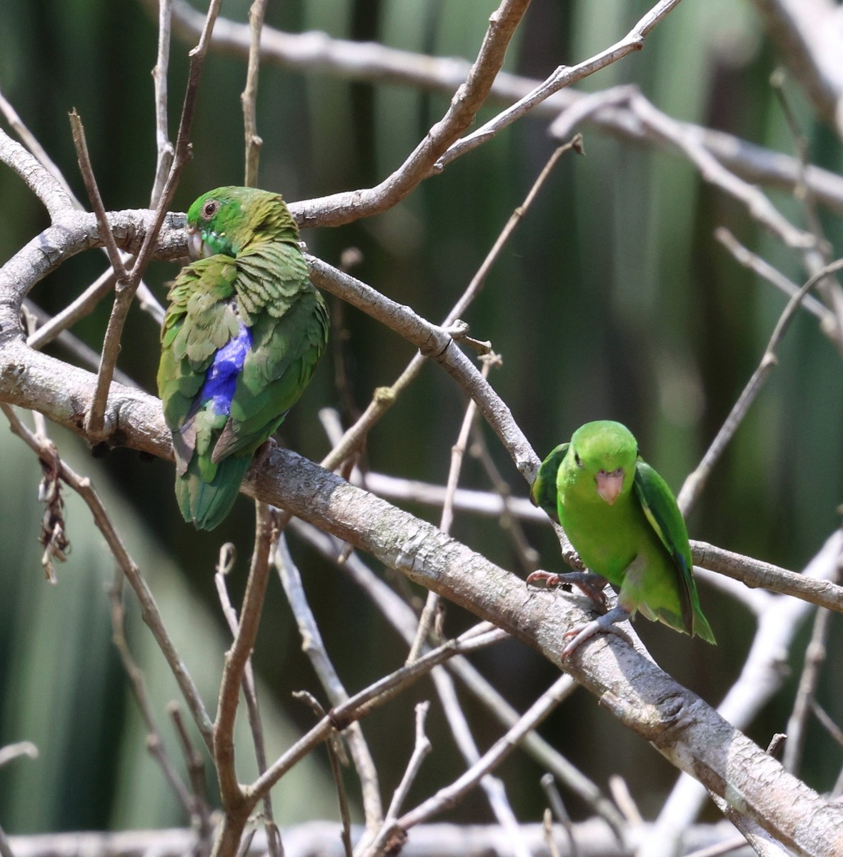 Папуга-горобець темнодзьобий - ML645321131