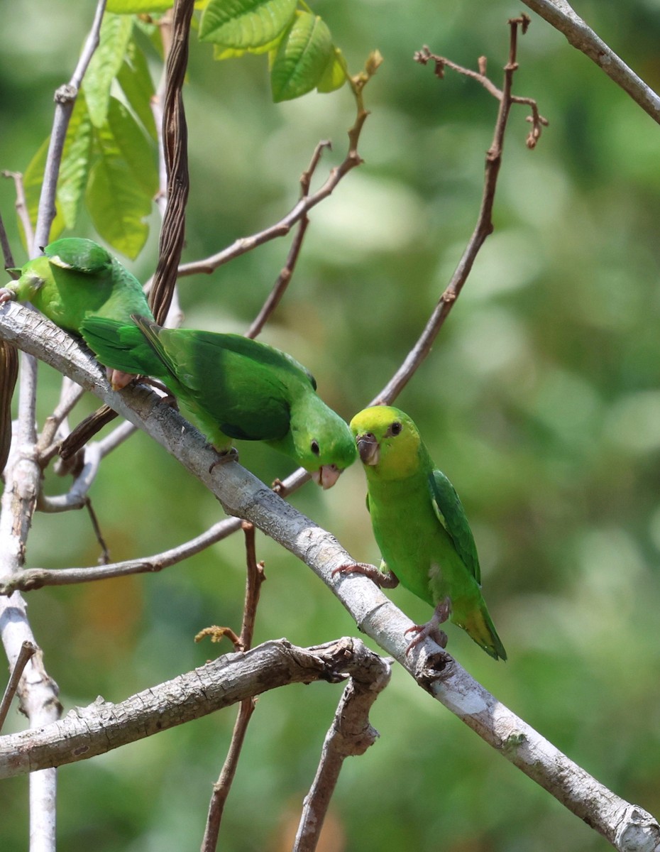 Папуга-горобець темнодзьобий - ML645321132