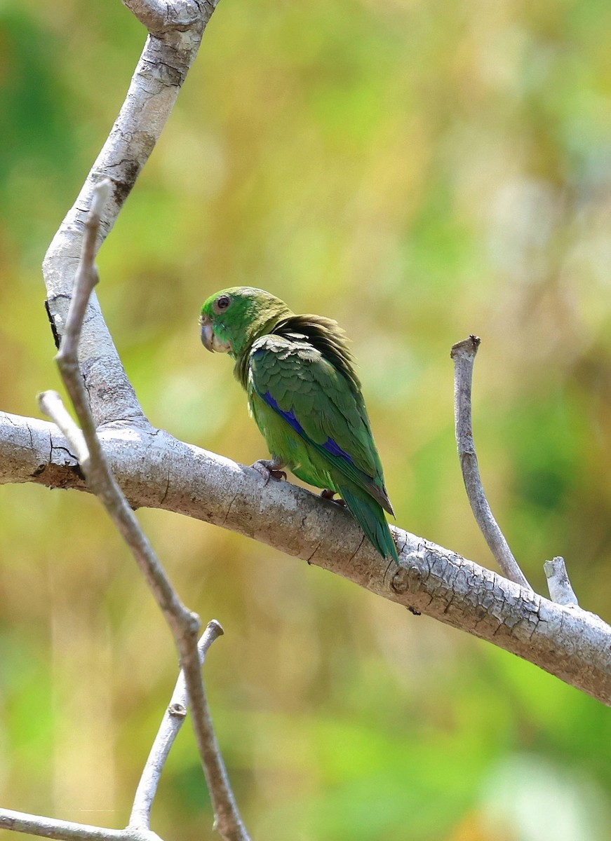 Папуга-горобець темнодзьобий - ML645321133