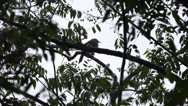 Straw-headed Bulbul - ML645321134
