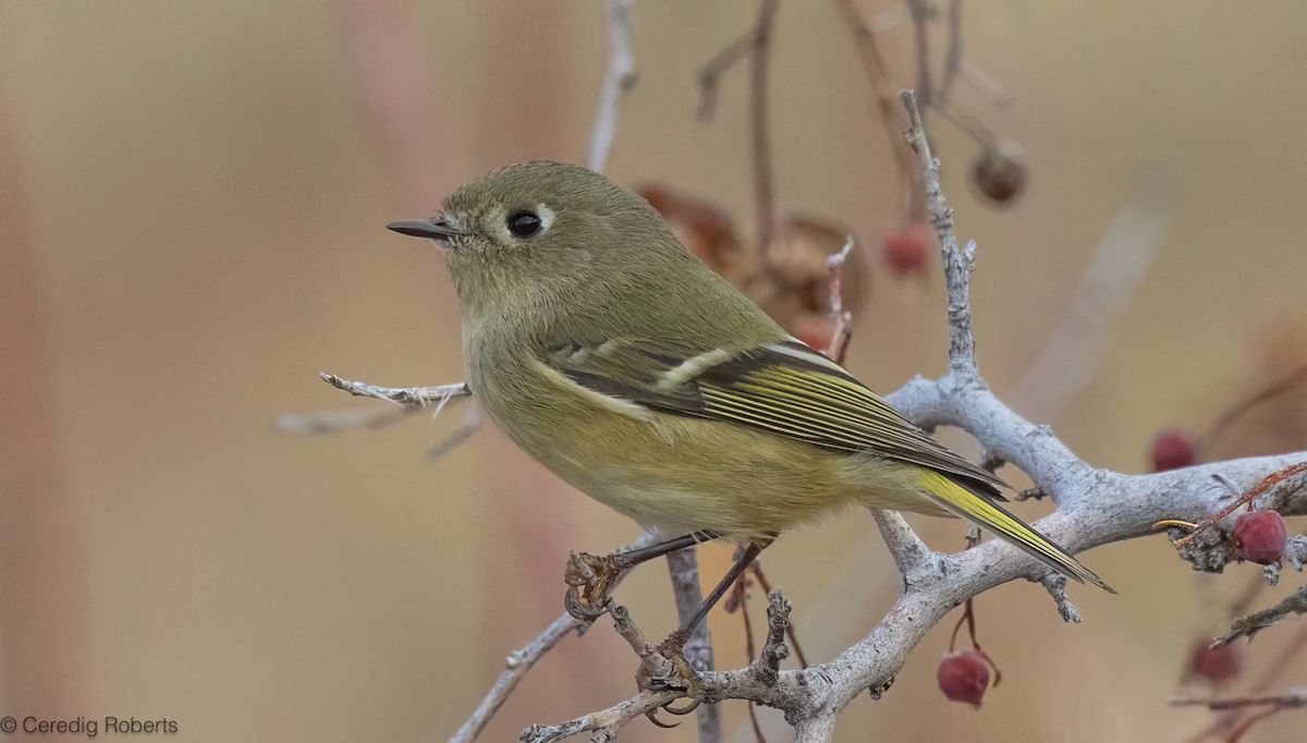 Золотомушка рубіновочуба - ML645321137