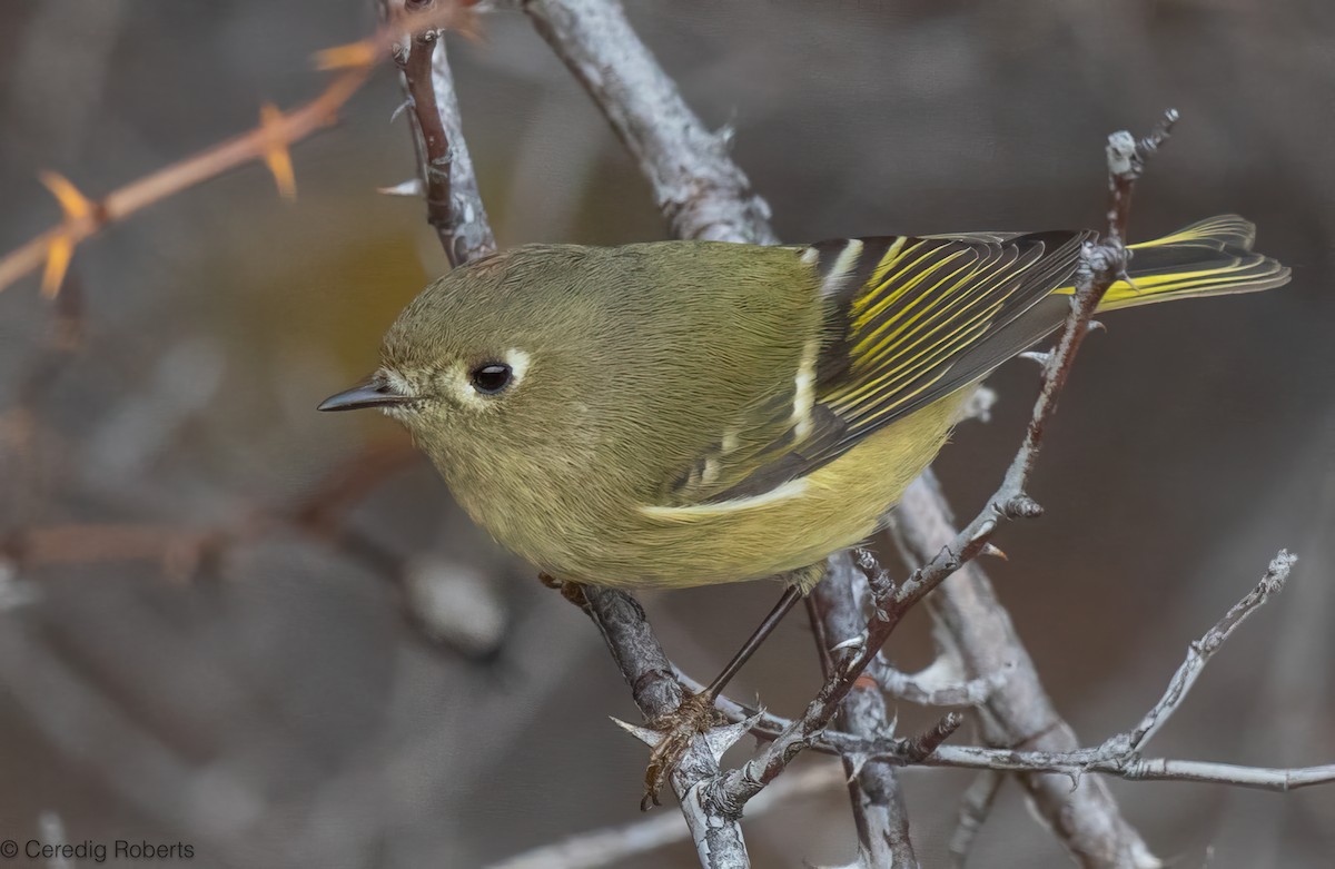 Золотомушка рубіновочуба - ML645321140