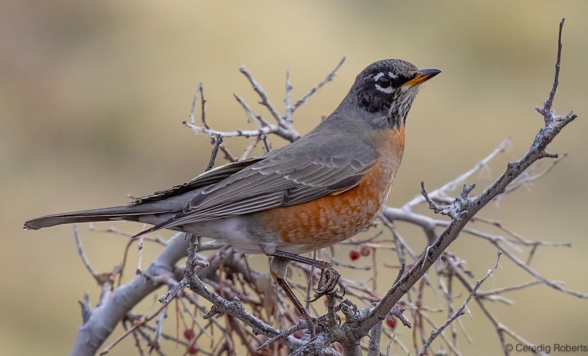 Wanderdrossel - ML645321162