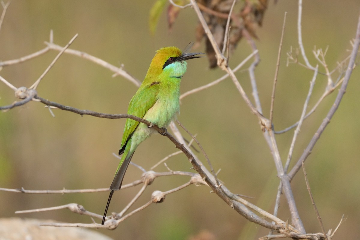 Asian Green Bee-eater - ML645321163