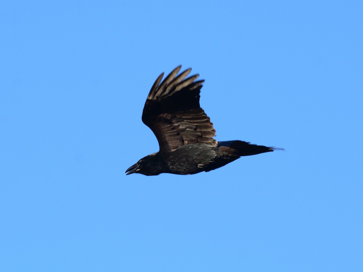Common Raven - ML645321183