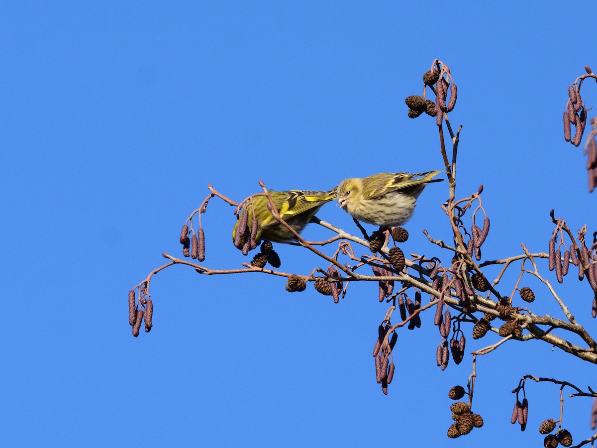 Eurasian Siskin - ML645321187