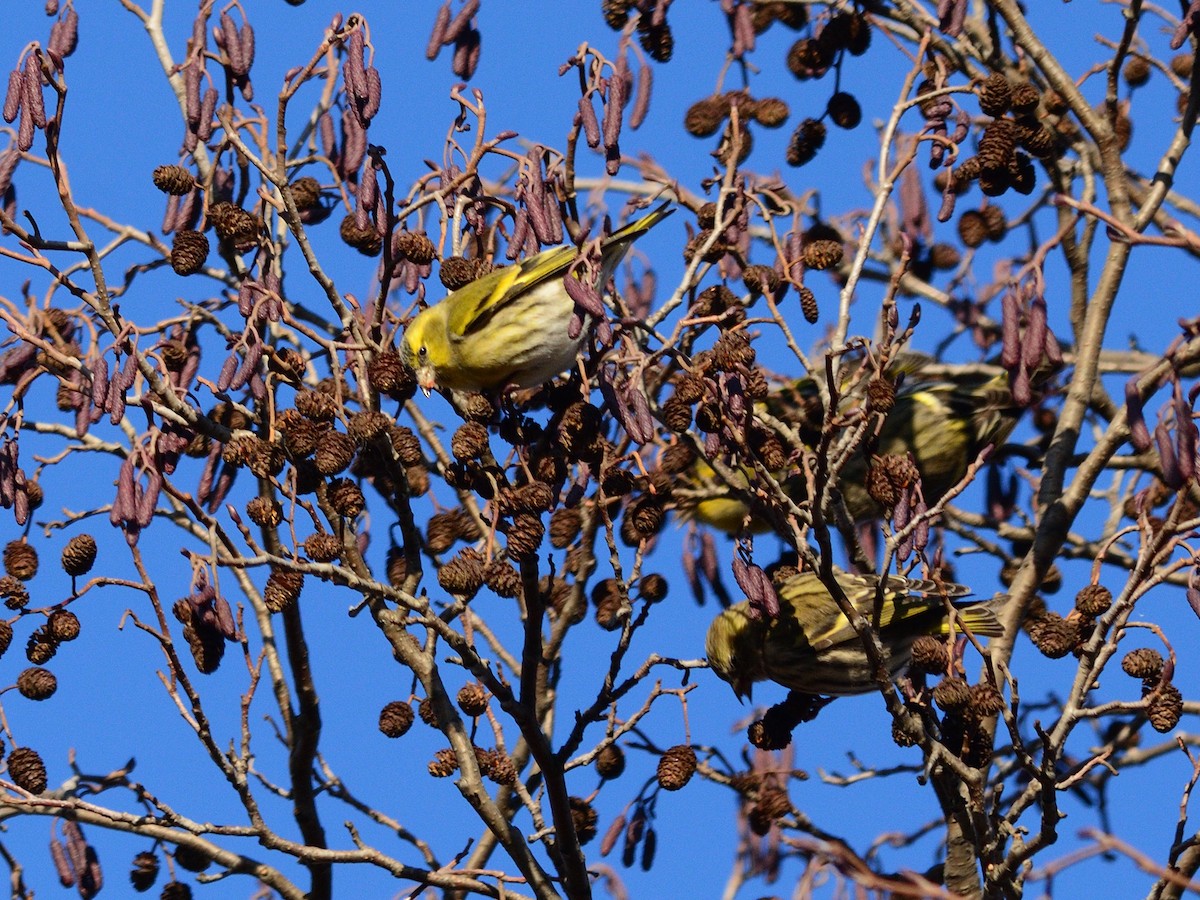 Eurasian Siskin - ML645321188